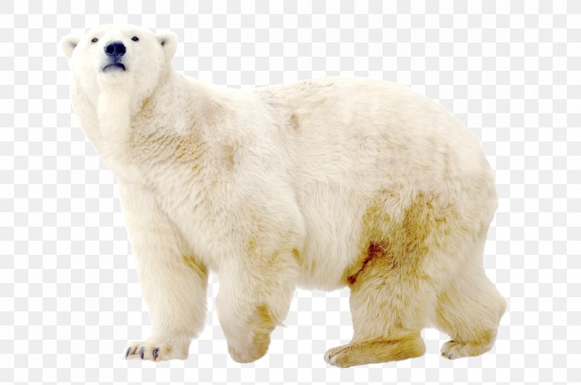 Polar Bear Dog North Pole Arctic, PNG, 2337x1551px, Polar Bear, Animal, Arctic, Bear, Canidae Download Free