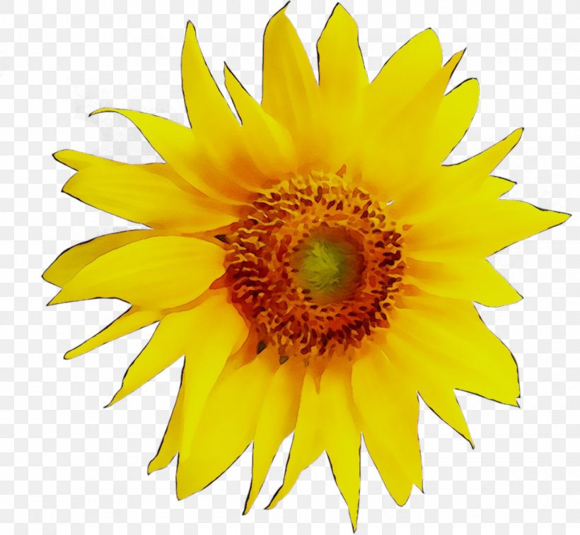 Clip Art Sunflower Drawing Image, PNG, 1120x1035px, Flower, Annual Plant, Asterales, Common Sunflower, Cut Flowers Download Free
