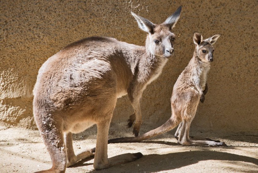 Los Angeles Zoo BestZoo Kangaroo Cuteness, PNG, 2018x1360px, Los Angeles Zoo, Animal, Bestzoo, Child, Cuteness Download Free