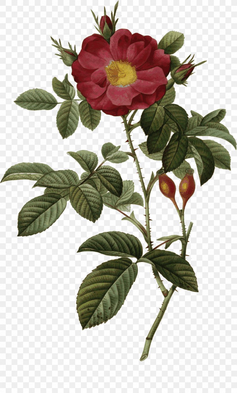 The Most Beautiful Flowers Redoute Roses Choix Des Plus Belles Fleurs Cabbage Rose Botanical Illustration, PNG, 1404x2324px, Most Beautiful Flowers, Artist, Book, Botanical Illustration, Branch Download Free