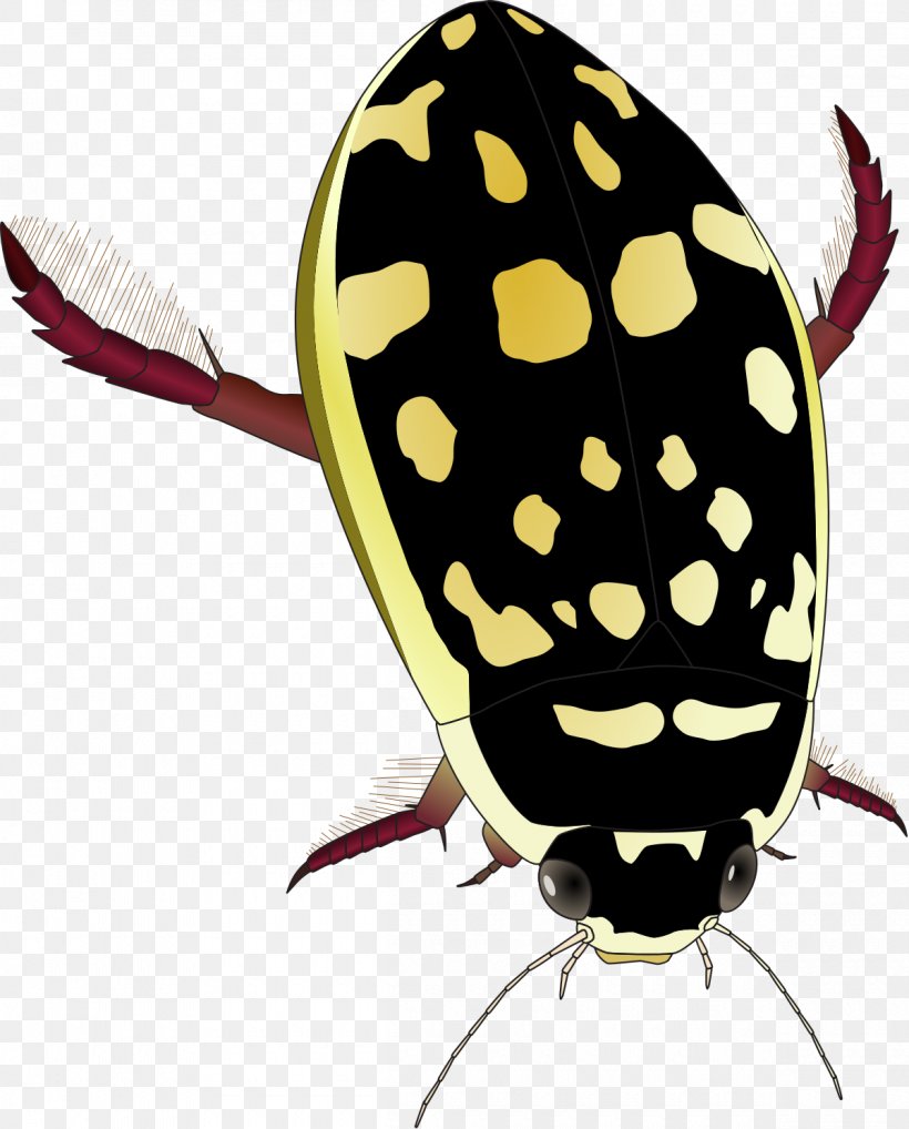 Water Beetle Thermonectus Marmoratus Dytiscidae Clip Art, PNG, 1200x1491px, Beetle, Drawing, Dytiscidae, Fly, Insect Download Free