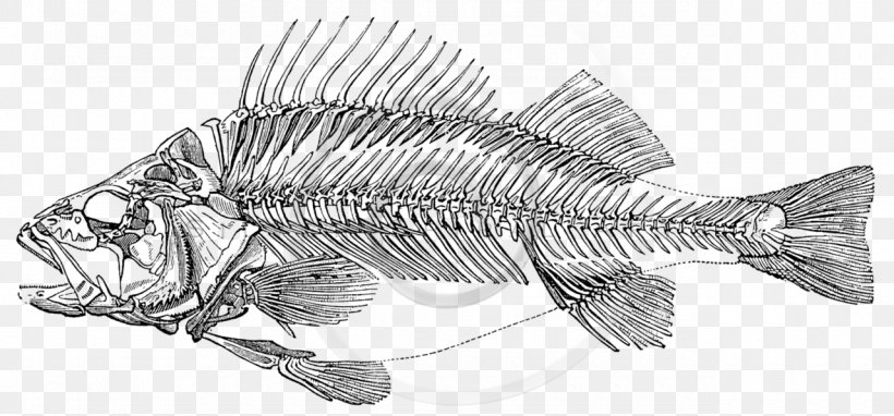 Sport Loft Wald, Rangognini Skeleton Perch Fish Bone, PNG, 1280x597px, Skeleton, Anatomy, Artwork, Bass, Black And White Download Free