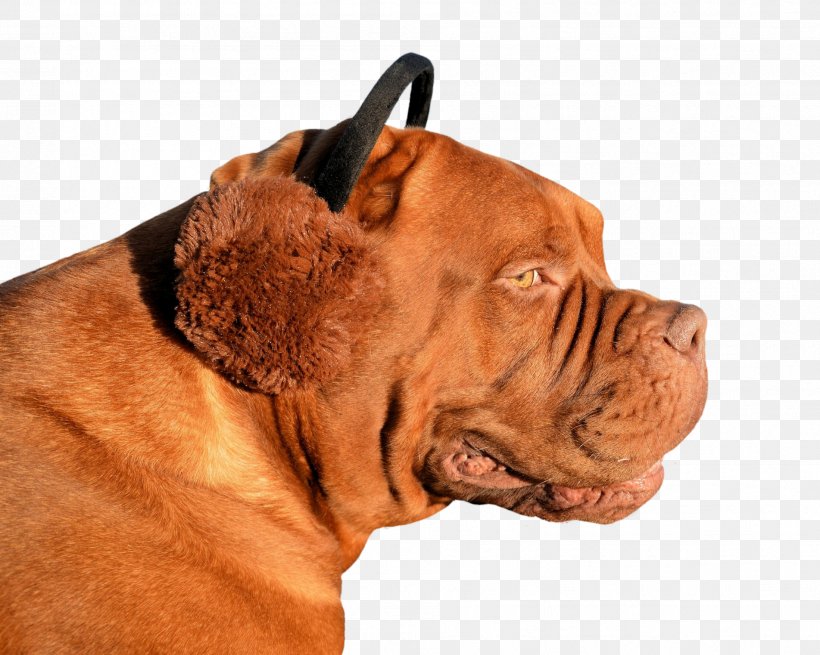 Dogue De Bordeaux American Pit Bull Terrier Puppy Animal Invention, PNG, 1903x1522px, Dogue De Bordeaux, American Pit Bull Terrier, Animal, Breed, Bullmastiff Download Free