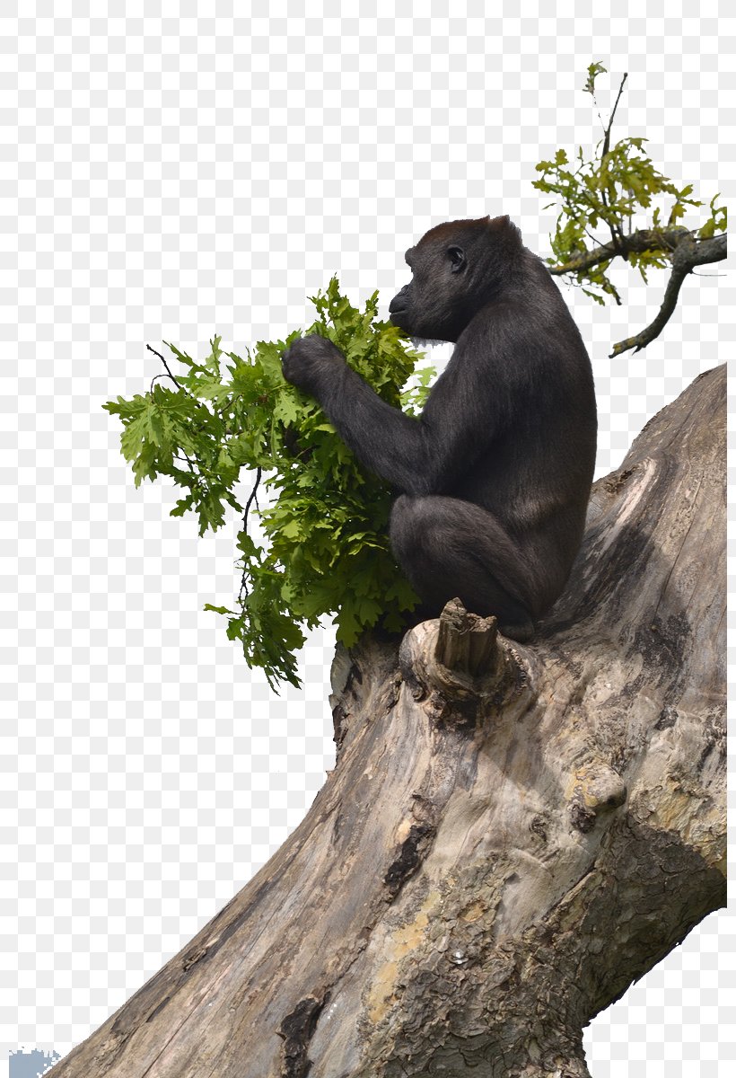 Orangutan Chimpanzee Western Lowland Gorilla Primate Mountain Gorilla, PNG, 800x1200px, Orangutan, Animal, Ape, Branch, Chimpanzee Download Free