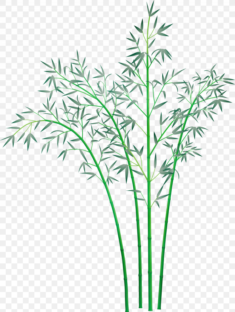 Plant Leaf Grass Plant Stem Grass Family, PNG, 2255x3000px, Bamboo, Flower, Grass, Grass Family, Heracleum Plant Download Free