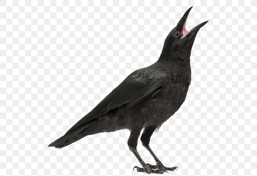 Bird Carrion Crow Rook Common Raven, PNG, 534x563px, Bird, American Crow, Beak, Blackbird, Carrion Download Free