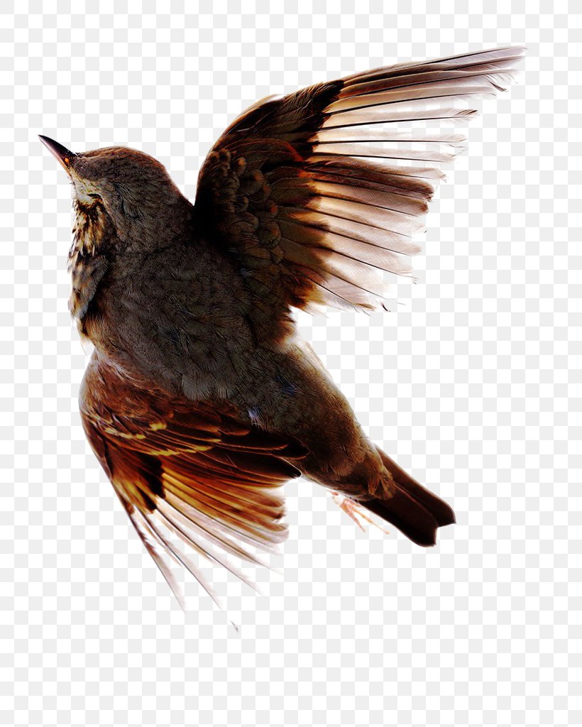 Bird Flight Feather Stock Photography, PNG, 765x1024px, Bird, Alamy, Beak, Bird Flight, Fauna Download Free