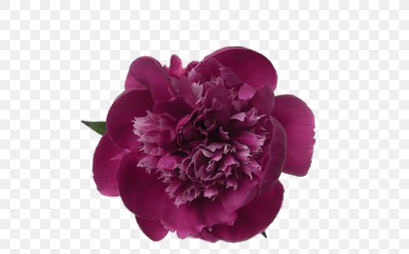 Moutan Peony China Paeonia Lactiflora Floral Emblem, PNG, 586x510px, Peony, Artificial Flower, China, Color, Cut Flowers Download Free