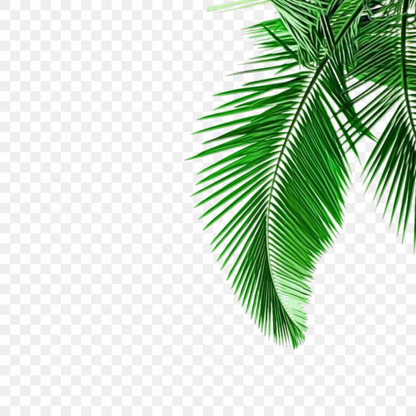 Palm Tree, PNG, 1024x1024px, Watercolor, Arecales, Elaeis, Green, Leaf Download Free