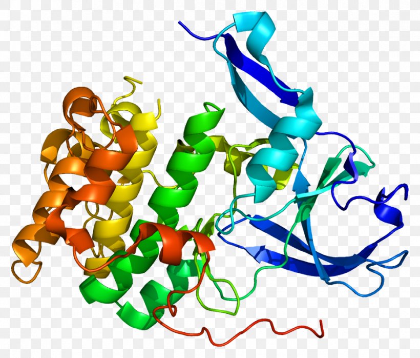 Ribosomal Protein S6 Protein Kinase Ribosomal S6 Kinase RPS6KA5, PNG, 933x795px, Ribosomal Protein S6, Antibody, Area, Art, Artwork Download Free