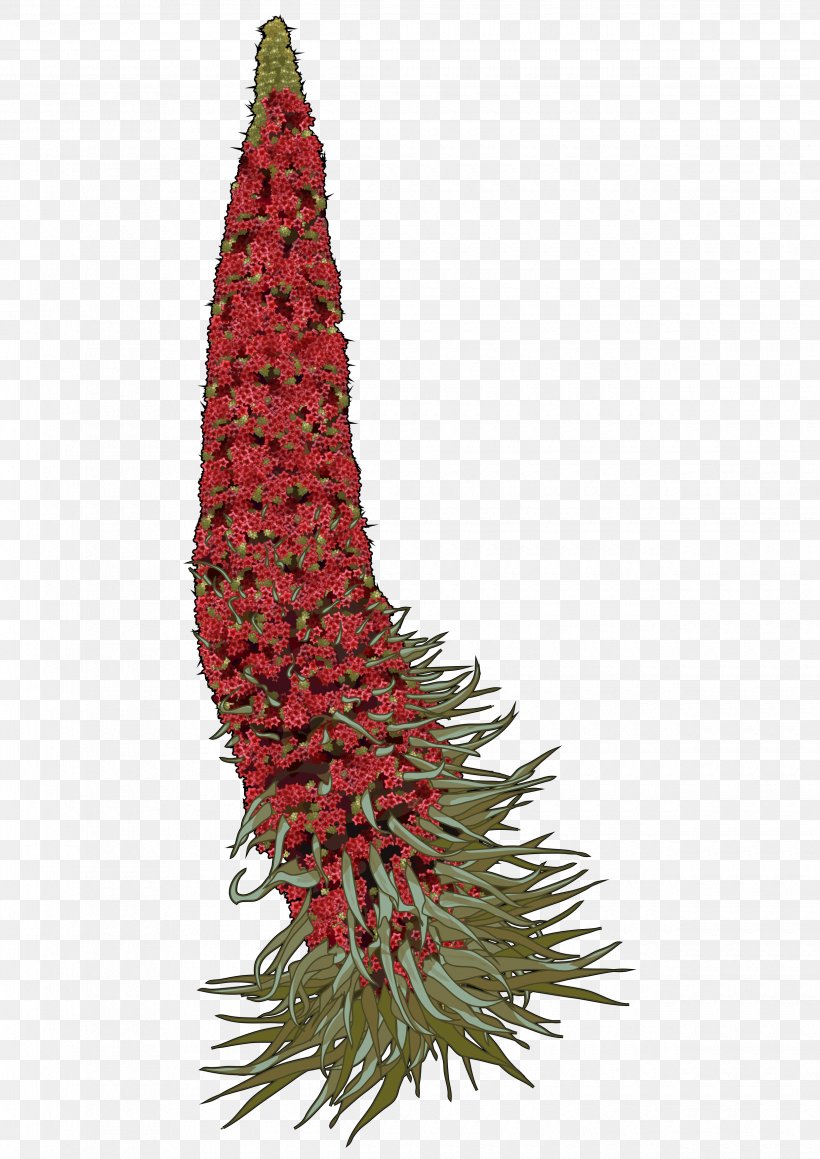 Teide La Orotava Echium Wildpretii Tajinaste Drawing, PNG, 2480x3508px, Teide, Canary Islands, Christmas Decoration, Christmas Ornament, Christmas Tree Download Free