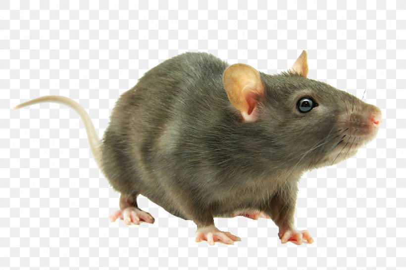 Brown Rat Rodent Mouse Black Rat Laboratory Rat, PNG, 900x600px, Brown Rat, Black Rat, Cat, Dormouse, Fancy Rat Download Free
