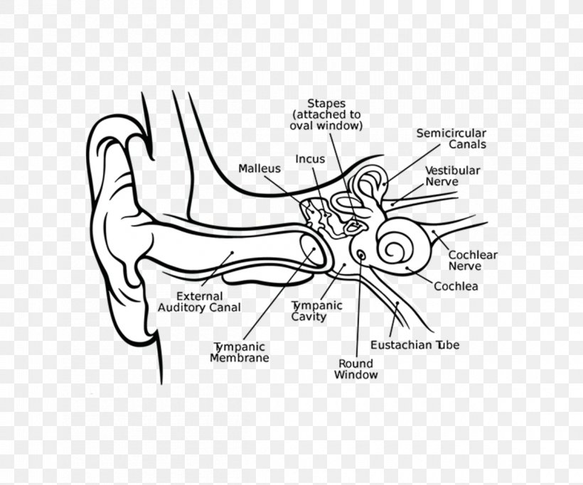 Cochlea Middle Ear Inner Ear Eardrum, PNG, 1200x1000px, Watercolor, Cartoon, Flower, Frame, Heart Download Free