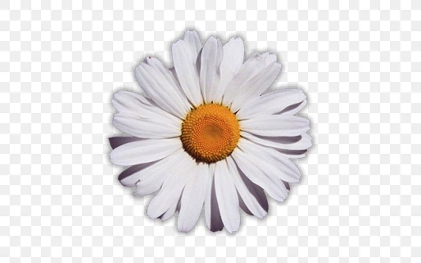 Common Daisy Flower Glog, PNG, 512x512px, Common Daisy, Aster, Chrysanths, Daisy, Daisy Bell Download Free