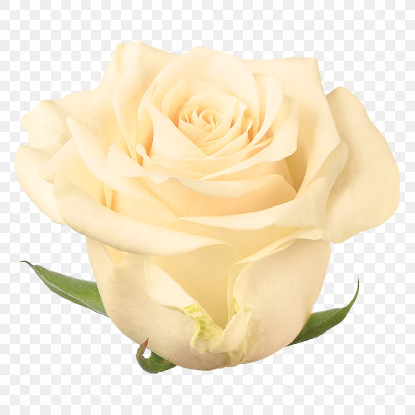 Garden Roses Cabbage Rose Floribunda Vase Life Floristry, PNG, 1000x1000px, Garden Roses, Beauty, Cabbage Rose, Cut Flowers, Floribunda Download Free