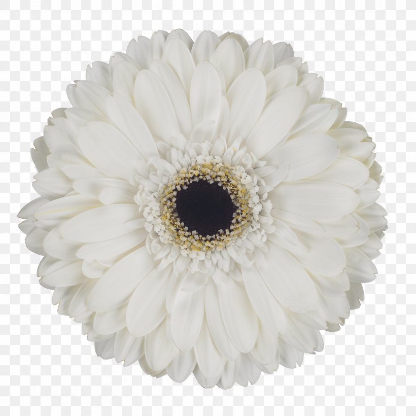 Transvaal Daisy Cut Flowers Petal, PNG, 1772x1772px, Transvaal Daisy, Cut Flowers, Daisy Family, Flower, Flowering Plant Download Free
