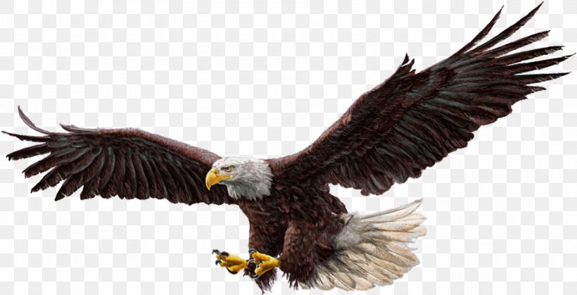 Bald Eagle Bird Flight Drawing, PNG, 1600x818px, Bald Eagle, Accipitriformes, Beak, Bird, Bird Of Prey Download Free