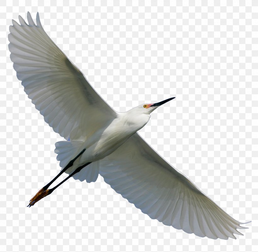 Bird Flight Parrot, PNG, 1287x1260px, Bird, Beak, Bird Flight, Charadriiformes, Egret Download Free