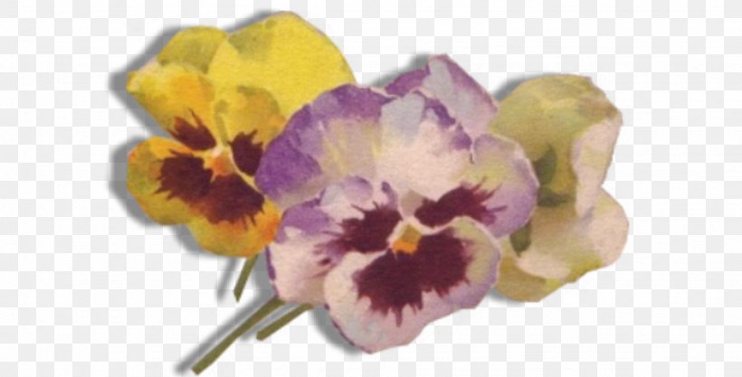 Cut Flowers Violet Seed Plant, PNG, 1536x782px, Flower, Cattleya, Cattleya Orchids, Cut Flowers, Flowering Plant Download Free