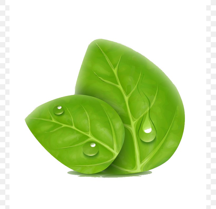 Leaf Green Yellow, PNG, 747x794px, Leaf, Cleaning, Cushion, Green, Maple Leaf Download Free