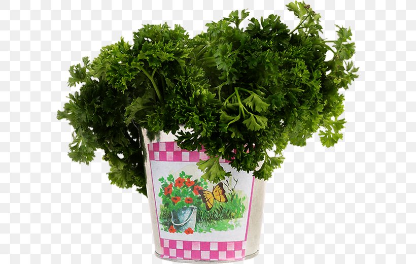 Leaf Vegetable Pianta Aromatica Plant Herb, PNG, 600x520px, Leaf Vegetable, Coriander, Dill, Fines Herbes, Flowerpot Download Free