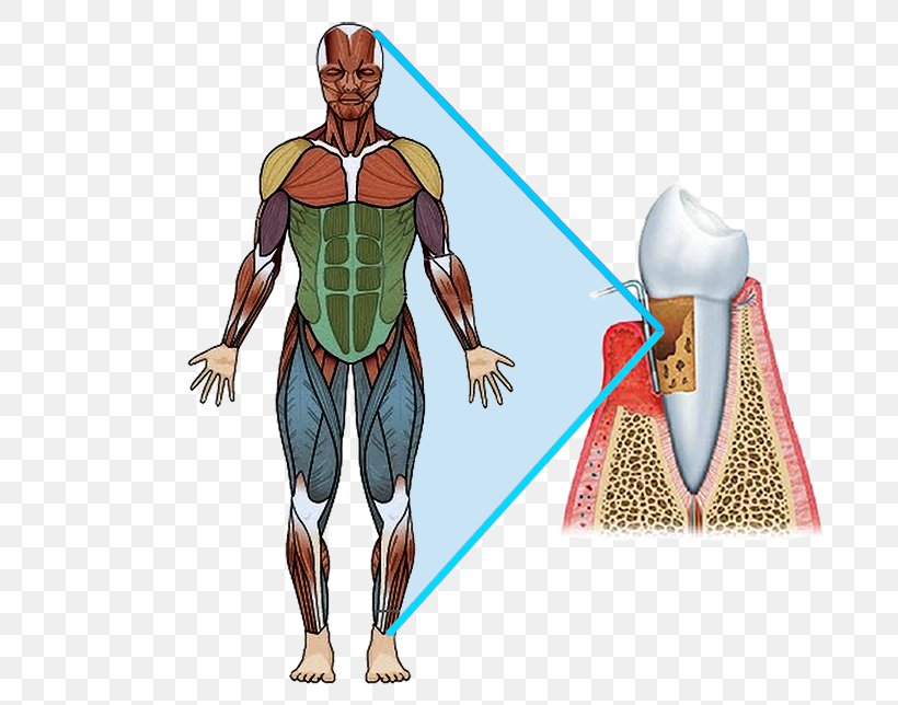 Pectoralis Major Muscle Human Body Quadriceps Femoris Muscle Muscular System, PNG, 750x644px, Watercolor, Cartoon, Flower, Frame, Heart Download Free