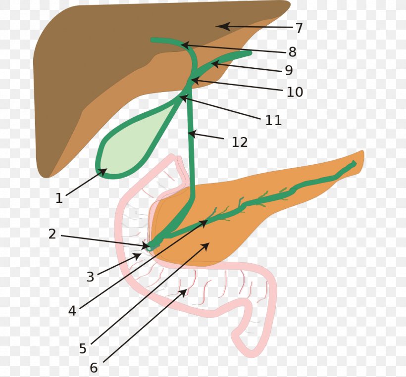 Biliary Atresia Biliary Tract Intrahepatic Bile Ducts, PNG, 1101x1024px, Watercolor, Cartoon, Flower, Frame, Heart Download Free