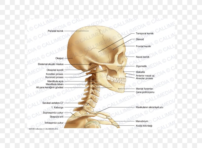 Bone Neck Head Human Skull Anatomy, PNG, 600x600px, Watercolor, Cartoon, Flower, Frame, Heart Download Free
