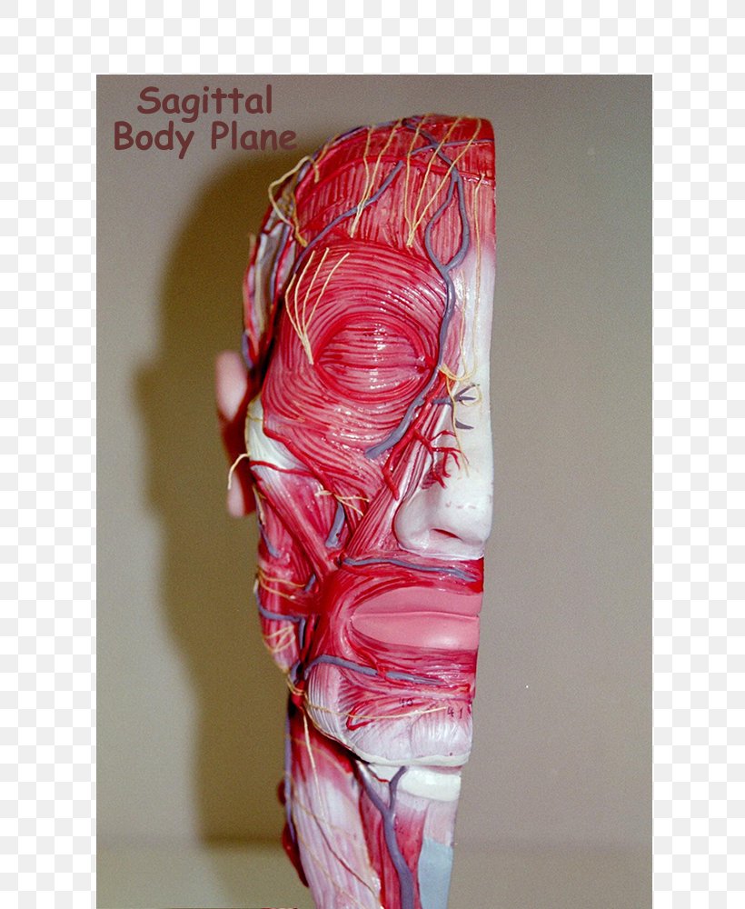 Shoulder Sagittal Plane Coronal Plane Anatomy Human Body, PNG, 800x1000px, Watercolor, Cartoon, Flower, Frame, Heart Download Free