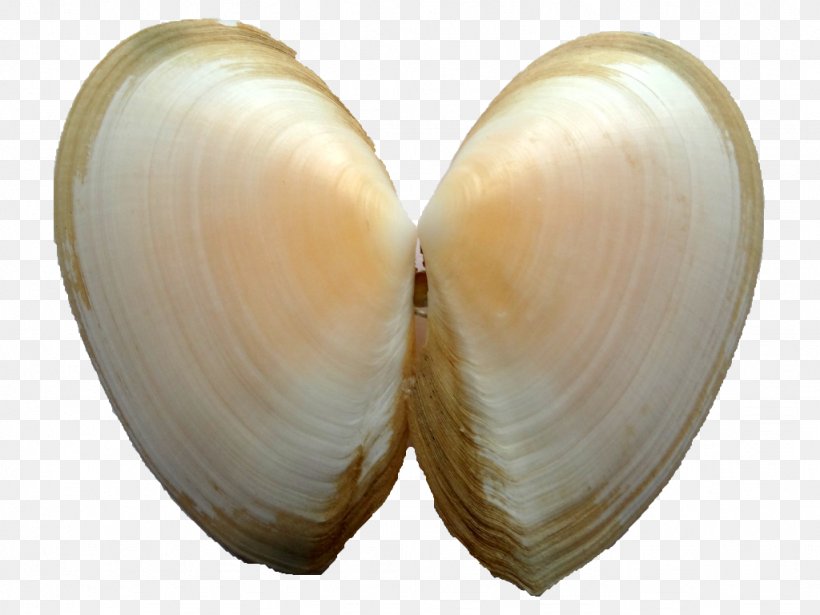 Cockle Clam Veneroida Tellinidae Conchology, PNG, 1024x768px, Cockle, Baltic Clam, Clam, Clams Oysters Mussels And Scallops, Conchology Download Free