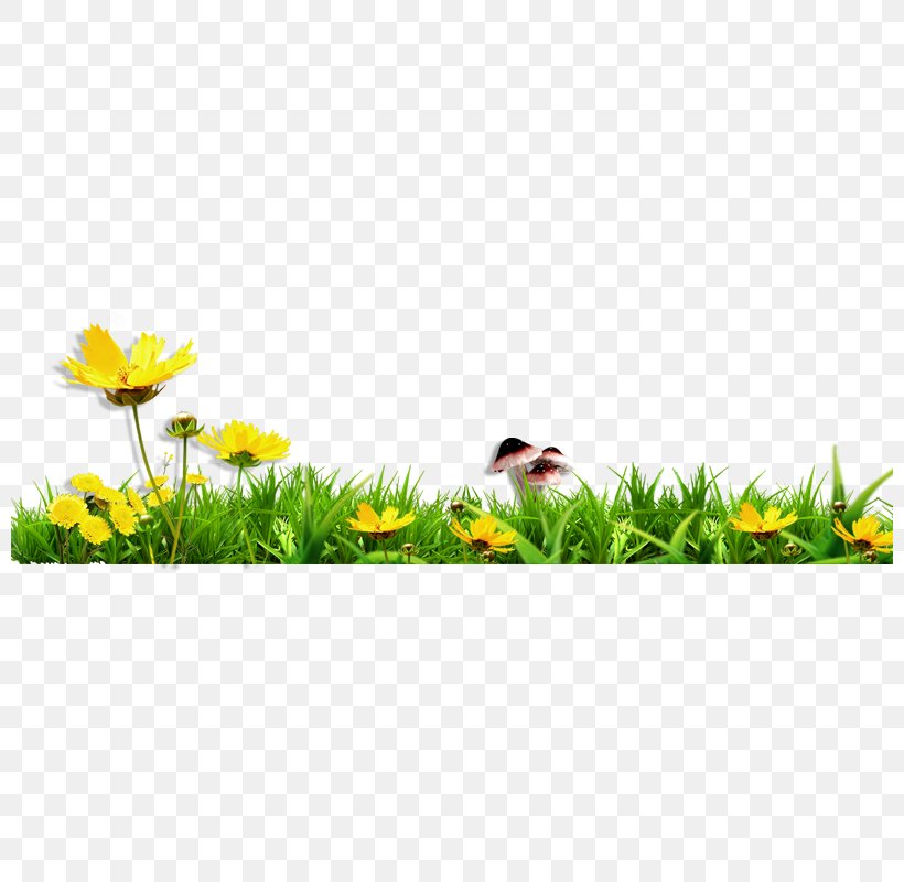 Download, PNG, 800x800px, 3d Computer Graphics, Bird, Ducks Geese And Swans, Flower, Flowering Plant Download Free