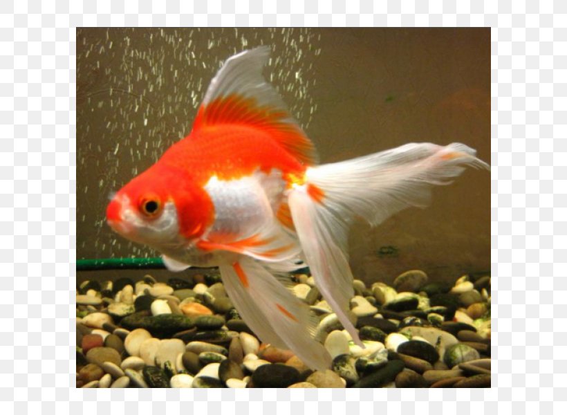 Goldfish Koi Feeder Fish Tail, PNG, 600x600px, Goldfish, Bony Fish, Feeder Fish, Fish, Koi Download Free