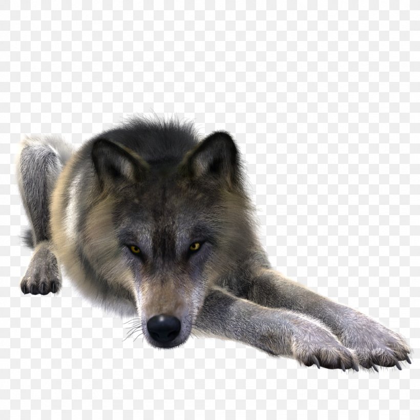 Greenland Dog Coyote Alaskan Tundra Wolf Canidae Stock, PNG, 1024x1024px, Greenland Dog, Alaskan Tundra Wolf, Black Wolf, Canidae, Canis Lupus Tundrarum Download Free