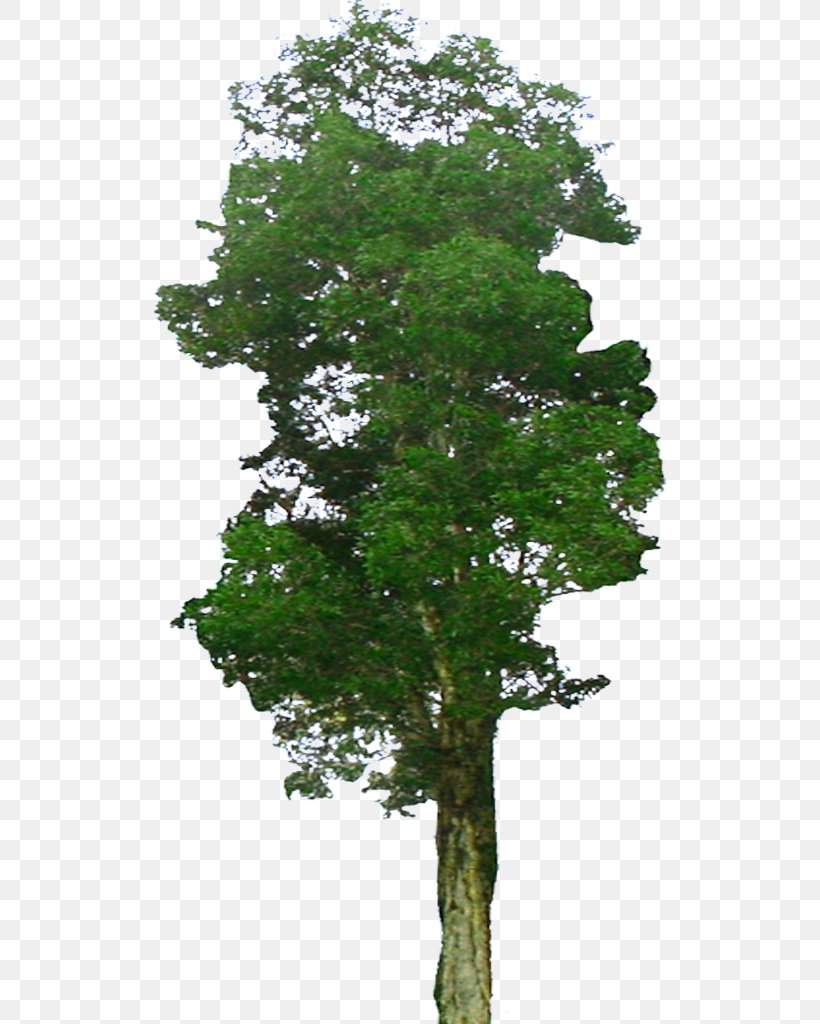 Larch Tree Elm Plant, PNG, 512x1024px, Larch, Bonsai, Branch, Conifer, Elm Download Free