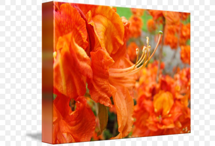 Petal Cut Flowers, PNG, 650x560px, Petal, Cut Flowers, Flower, Flowering Plant, Orange Download Free