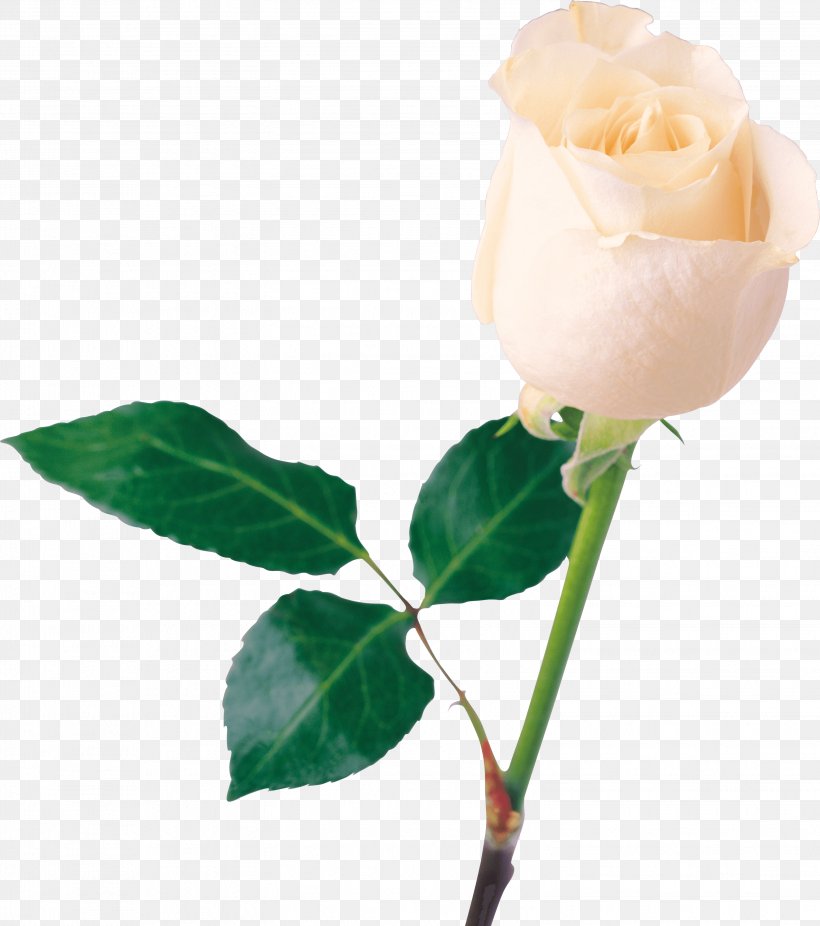 Rose Flower White, PNG, 3096x3497px, Rose, Bud, Cut Flowers, Display Resolution, Dots Per Inch Download Free
