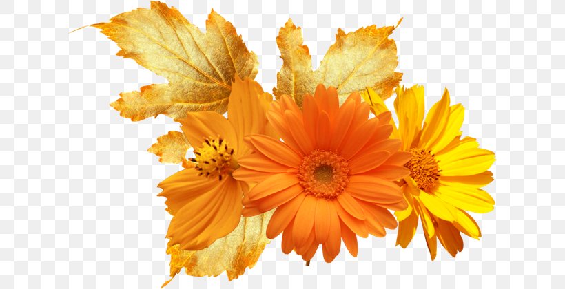 Flower Orange Common Daisy Yellow Color, PNG, 625x420px, Flower, Calendula, Chrysanths, Color, Common Daisy Download Free