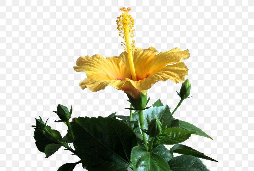 Shoeblackplant 2403 (عدد) 2404 (عدد) Clip Art, PNG, 650x554px, Shoeblackplant, Annual Plant, Blog, Chinese Hibiscus, Flower Download Free