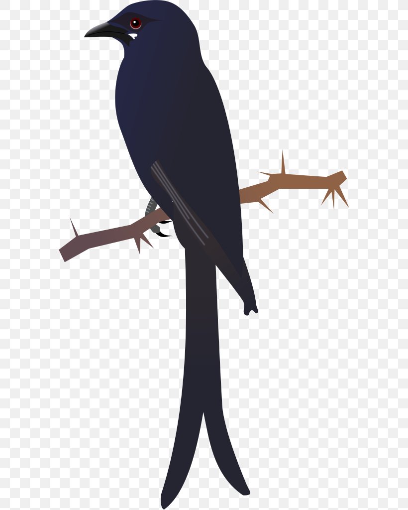 American Crow Bird New Caledonian Crow Black Drongo, PNG, 584x1024px, American Crow, Beak, Bird, Black Drongo, Blackbird Download Free