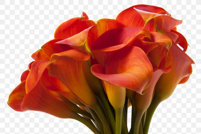 Arum-lily Lilium Bulbiferum Flower Callalily, PNG, 3000x2000px, Arumlily, Amaryllis Belladonna, Artificial Flower, Bud, Bulb Download Free