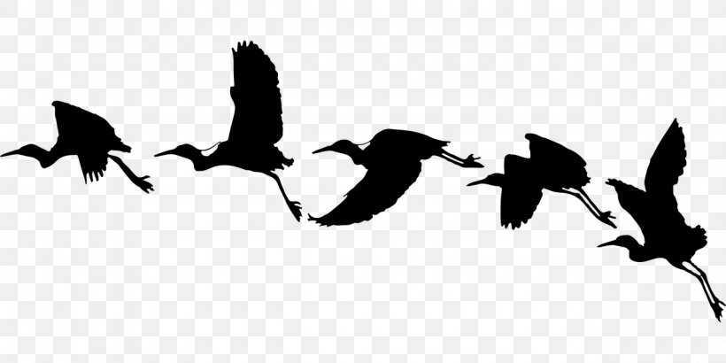 Bird Flight Bird Flight Silhouette Swallow, PNG, 1280x640px, Bird, Animal Migration, Beak, Bird Flight, Bird Migration Download Free