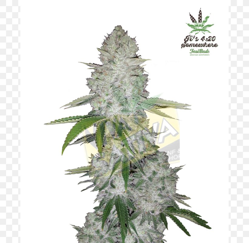 Gorilla Glue Autoflowering Cannabis Seed White Widow Marijuana, PNG, 800x800px, Gorilla Glue, Autoflowering Cannabis, Cannabis Ruderalis, Cannabis Sativa, Crop Yield Download Free