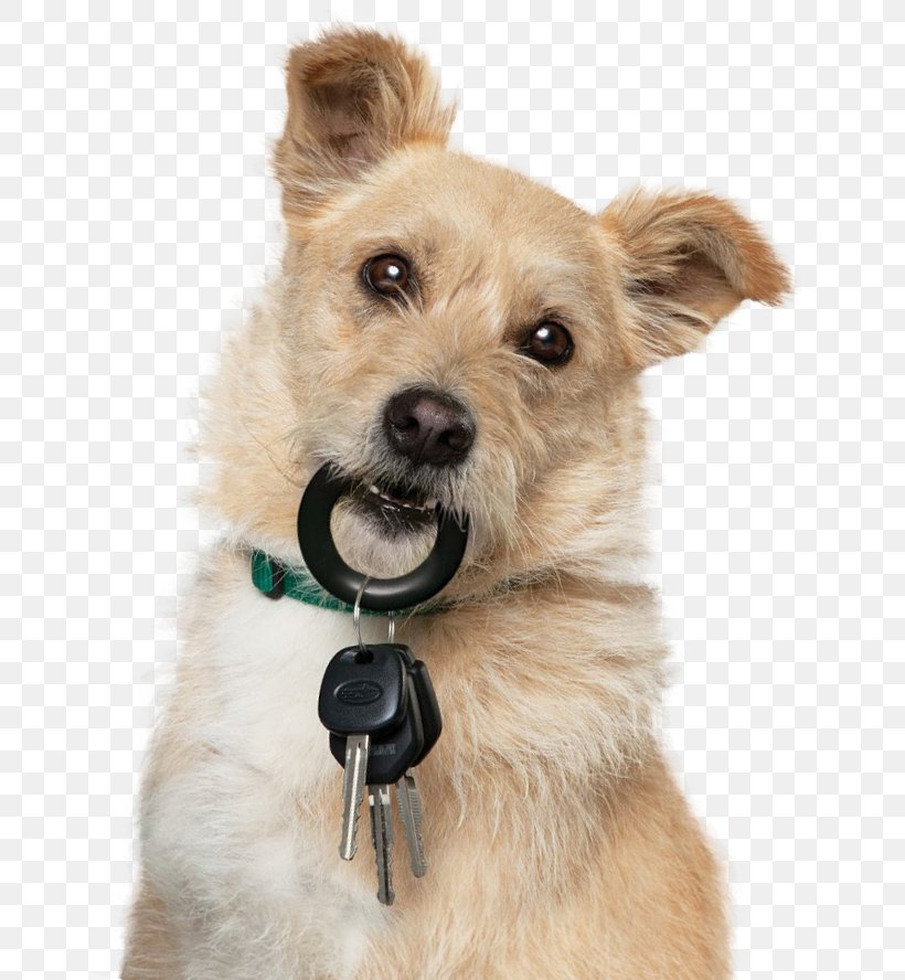 Norwich Terrier Norfolk Terrier Cairn Terrier Morkie Pet, PNG, 660x888px, Norwich Terrier, Animal, Cairn Terrier, Canidae, Carnivora Download Free