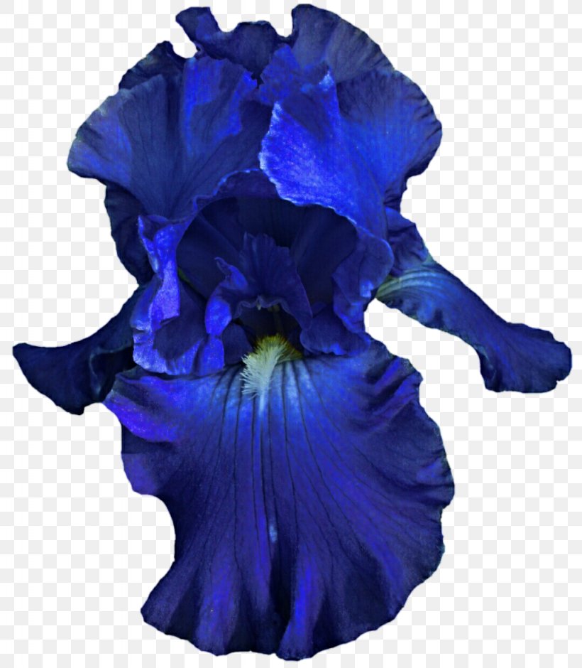 Cut Flowers Petal Violet Family, PNG, 1024x1175px, Cut Flowers, Blue, Cobalt Blue, Electric Blue, Family Download Free