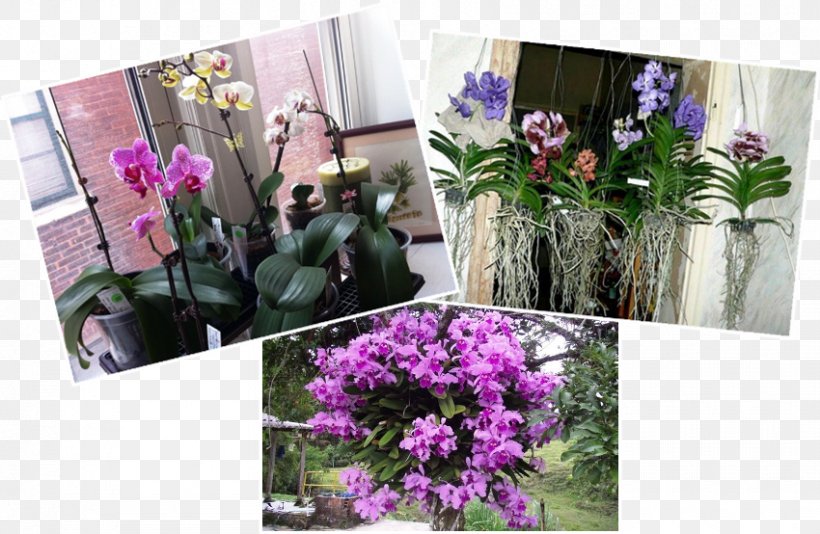 Orchids Floral Design Cut Flowers Minhas Plantas, PNG, 850x554px, Orchids, Artificial Flower, Cut Flowers, Ebook, Flora Download Free