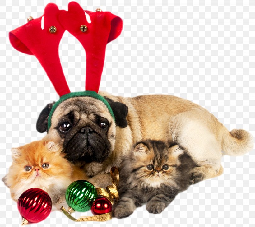 Pug Puppy Santa Claus Kitten Christmas, PNG, 2788x2484px, Pug, Carnivoran, Christmas, Christmas Decoration, Christmas Ornament Download Free