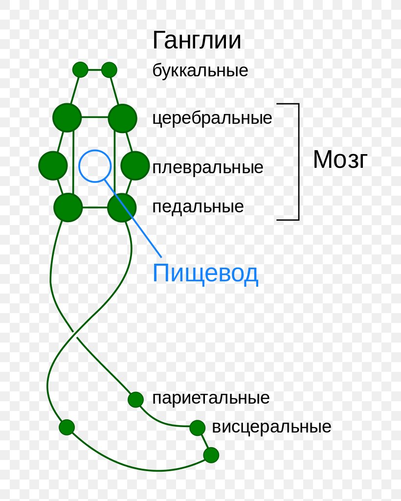 Squid Gastropods Nervous System Cephalopod Caudofoveata, PNG, 786x1024px, Squid, Area, Bivalvia, Cephalopod, Communication Download Free