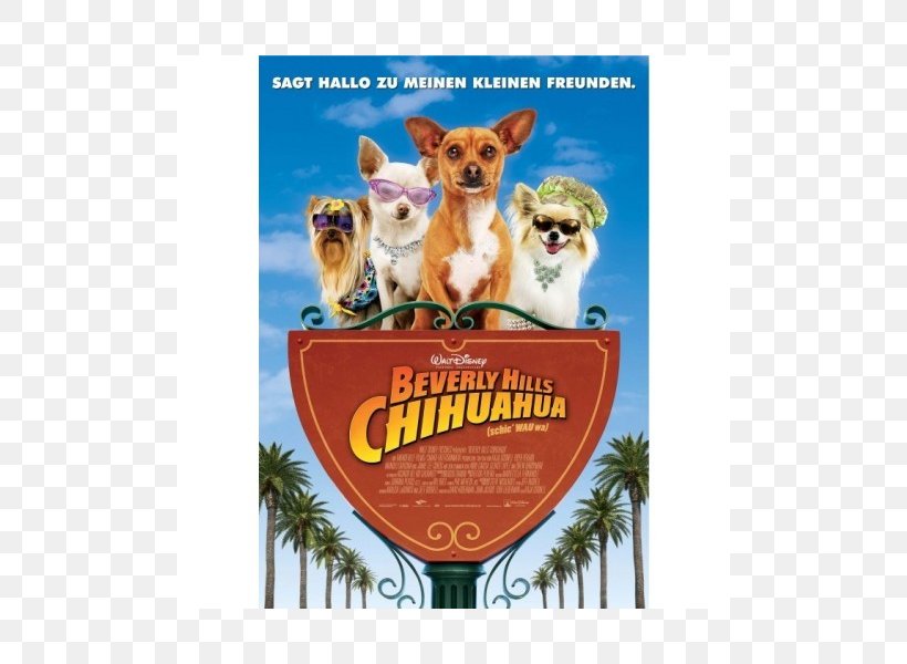 Beverly Hills Chihuahua 3: Viva La Fiesta! Film Cinema, PNG, 800x600px, Chihuahua, Advertising, Banner, Beverly Hills Chihuahua, Beverly Hills Chihuahua 2 Download Free