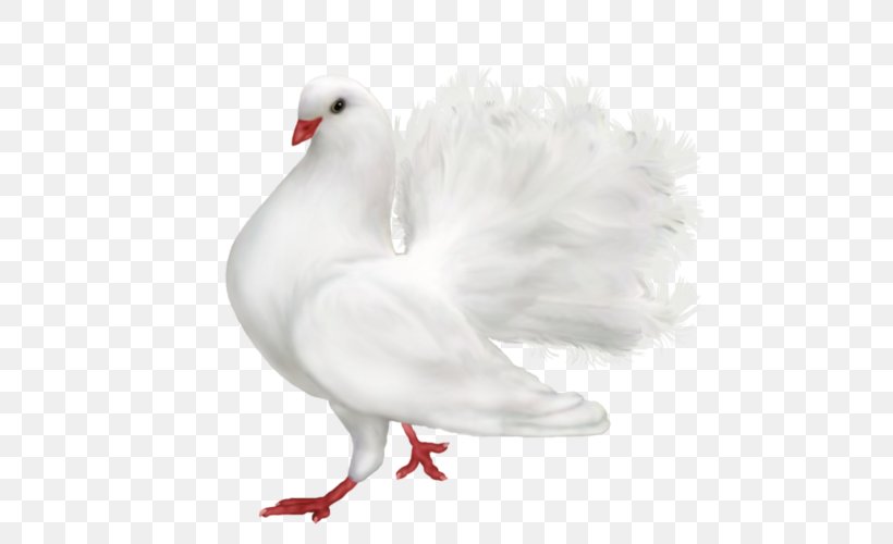 Columbidae Bird Domestic Pigeon Clip Art, PNG, 500x500px, Columbidae, Animal, Beak, Bird, Chicken Download Free