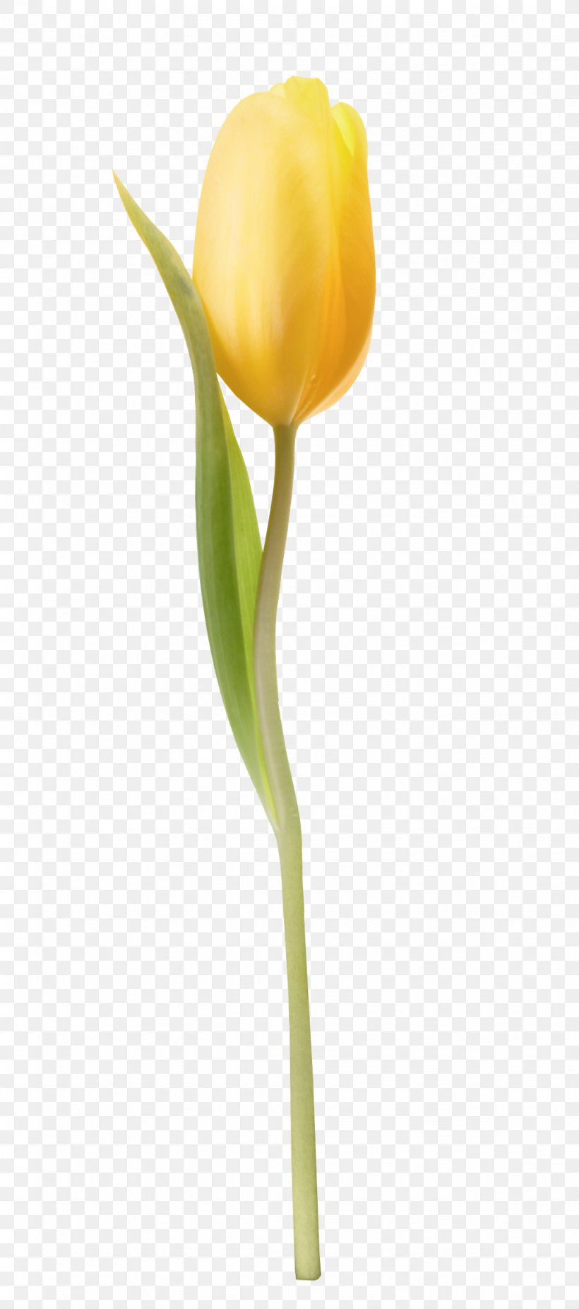 Cut Flowers Tulip Bud Paskha, PNG, 1028x2324px, Flower, Bud, Cut Flowers, Easter, Flowering Plant Download Free